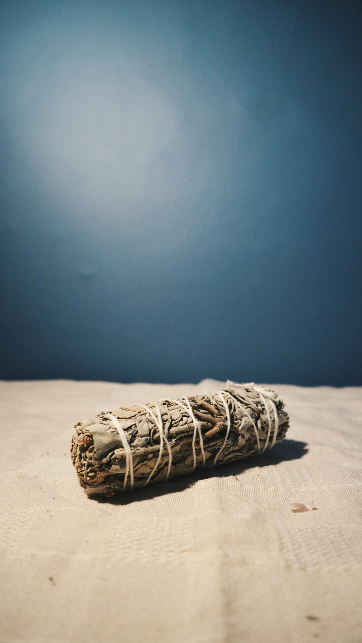 白鼠尾草 White Sage | 淨化空間 | Oddkido Studio